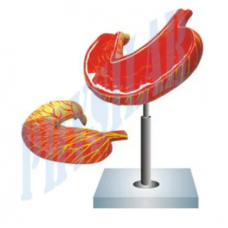 Human Stomach Model-2 Parts